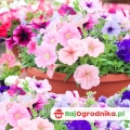 Zestaw kwiatów do wczesnego wysiewu  5 odmian na balkon, taras i do ogrodu NR1