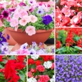 Zestaw kwiatów do wczesnego wysiewu  5 odmian na balkon, taras i do ogrodu NR1