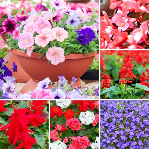 Zestaw kwiatów do wczesnego wysiewu  5 odmian na balkon, taras i do ogrodu NR1