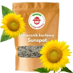 Słonecznik SUNSPOT  Ozdobny na kwiat cięty 1000g ARiMR DOTACJA