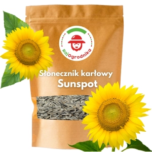 Słonecznik SUNSPOT  Ozdobny na kwiat cięty 1000g ARiMR DOTACJA
