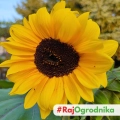 Słonecznik TAIYO Wysoki Ozdobny na kwiat cięty 1000g ARiMR DOTACJA