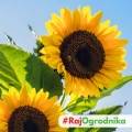 Słonecznik TAIYO Wysoki Ozdobny na kwiat cięty 1000g ARiMR DOTACJA