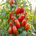 Pomidor gruntowy San Marzano nasiona włoskie ekologiczne 0,4 g - Bavicchi