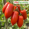 Pomidor gruntowy San Marzano nasiona włoskie ekologiczne 0,4 g - Bavicchi