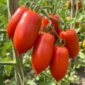 Pomidor gruntowy San Marzano nasiona włoskie ekologiczne 0,4 g - Bavicchi