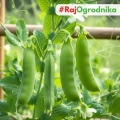 Groch niskopienny Rondo nasiona włoskie ekologiczne 25g - Bavicchi