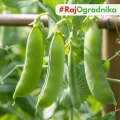 Groch niskopienny Rondo nasiona włoskie ekologiczne 25g - Bavicchi