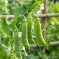 Groch niskopienny Rondo nasiona włoskie ekologiczne 25g - Bavicchi