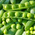 Groch niskopienny Rondo nasiona włoskie ekologiczne 25g - Bavicchi