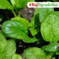 Bio Szpinak America nasiona 10g - TORAF