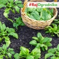 Bio Szpinak America nasiona 10g - TORAF