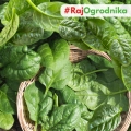Bio Szpinak America nasiona 10g - TORAF
