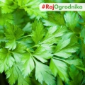 Bio Pietruszka naciowa Gigante d Italia nasiona 2g - TORAF
