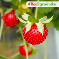 Poziomka Regina wielkoowocowa nasiona 0,1g - TORAF