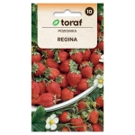 Poziomka Regina wielkoowocowa nasiona 0,1g - TORAF