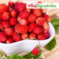 Poziomka Regina wielkoowocowa nasiona 0,1g - TORAF