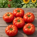 Pomidor gruntowy wysoki Marmande nasiona 0,5g - TORAF