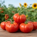 Pomidor gruntowy wysoki Marmande nasiona 0,5g - TORAF