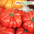 Pomidor gruntowy wysoki Marmande nasiona 0,5g - TORAF