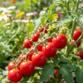 Pomidor koktajlowy Red Cherry nasiona 0,5g - TORAF