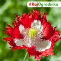 Mak lekarski Danish Flag dwubarwne kwiaty nasiona 0,5g - TORAF