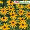 Rudbekia My Joy nasiona 0,5g - TORAF