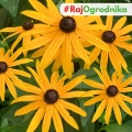 Rudbekia My Joy nasiona 0,5g - TORAF