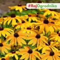 Rudbekia My Joy nasiona 0,5g - TORAF