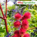 Rącznik Kasztanowiec nasiona 8szt. - TORAF