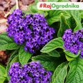 Heliotrop ogrodowy nasiona 0,1g - TORAF