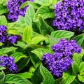 Heliotrop ogrodowy nasiona 0,1g - TORAF
