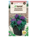 Heliotrop ogrodowy nasiona 0,1g - TORAF