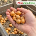 Cebula Dymka Wolska DROBNA do sadzenia 500g Wiosenna 10-15 mm II ŻÓŁTA