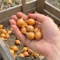 Cebula Dymka Wolska DROBNA do sadzenia 500g Wiosenna 10-15 mm II ŻÓŁTA