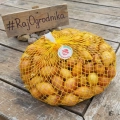 Cebula Dymka Wolska DROBNA do sadzenia 500g Wiosenna 10-15 mm II ŻÓŁTA