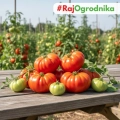 Pomidor gruntowy wysoki Costoluto Fiorentino nasiona 0,3g - TORAF
