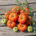 Pomidor gruntowy wysoki Costoluto Fiorentino nasiona 0,3g - TORAF