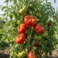 Pomidor gruntowy wysoki Costoluto Fiorentino nasiona 0,3g - TORAF