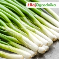 Cebula siedmiolatka Kyoto Market nasiona 2g - TORAF