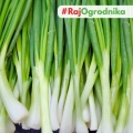 Cebula siedmiolatka Kyoto Market nasiona 2g - TORAF