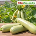 Cukinia jasnozielona nasiona włoskie ekologiczne 5g - Bavicchi