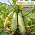 Cukinia jasnozielona nasiona włoskie ekologiczne 5g - Bavicchi