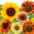 Słonecznik MIX ODMIAN dotacja ARiMR nasiona ozdobny na kwiat cięty WYSOKI 1kg