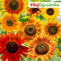 Słonecznik MIX ODMIAN dotacja ARiMR nasiona ozdobny na kwiat cięty WYSOKI 1kg