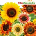 Słonecznik MIX ODMIAN dotacja ARiMR nasiona ozdobny na kwiat cięty WYSOKI 1kg