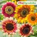 Słonecznik MIX ODMIAN dotacja ARiMR nasiona ozdobny na kwiat cięty WYSOKI 1kg