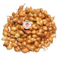 Cebula Dymka KRISTINE wczesna do sadzenia 500g PL wiosenna