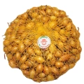 Cebula Dymka KRISTINE wczesna do sadzenia 500g PL wiosenna