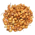 Cebula Dymka KRISTINE wczesna do sadzenia 500g PL wiosenna